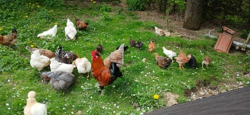 Customer photo review of BSF Larven - getrocknete Soldatenfliegenlarven