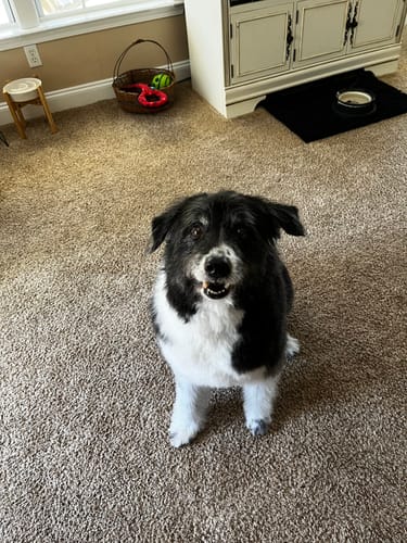 Customer photo review of DE-01™ Dental Dogbiotic