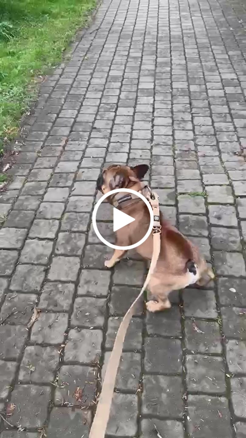 Customer video review of 1.4m Lighter Swivel Combat Lead | Anti-Tangle & Secure Clip - Tan x Tan