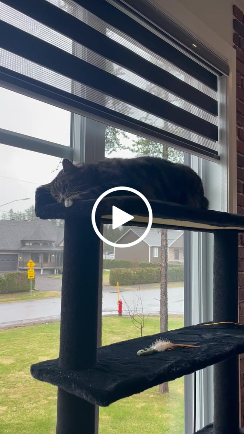 Customer video review of Maine Coon 65" Cat Tower - 4-Level Cat Tree