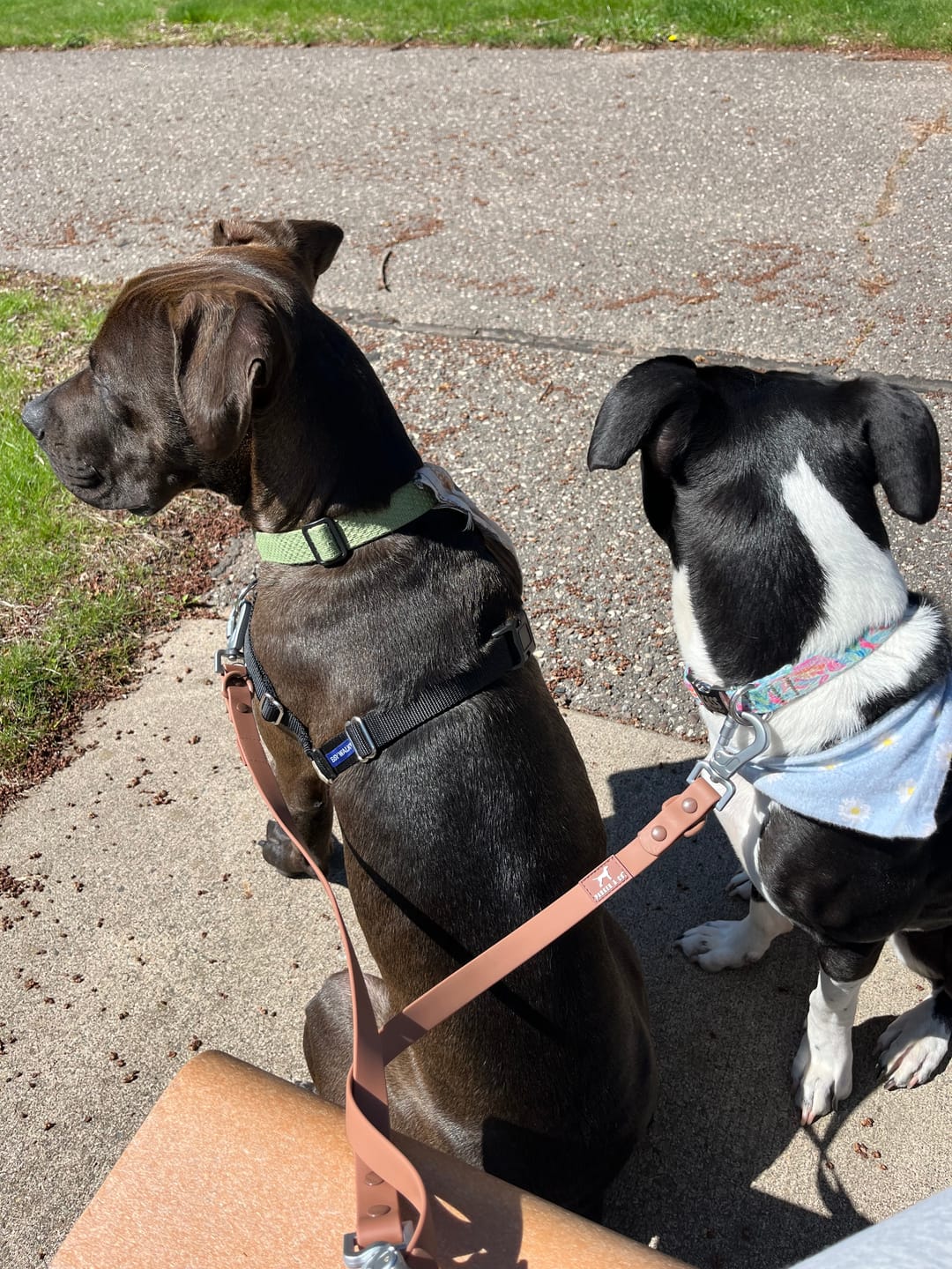 Customer photo review of Solace Waterproof Multi-Dog Connector / Traffic Handle