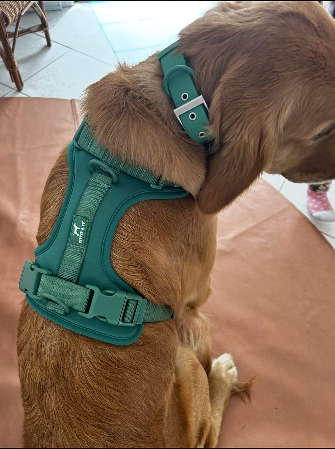 Customer photo review of Solace Waterproof Dog Collar
