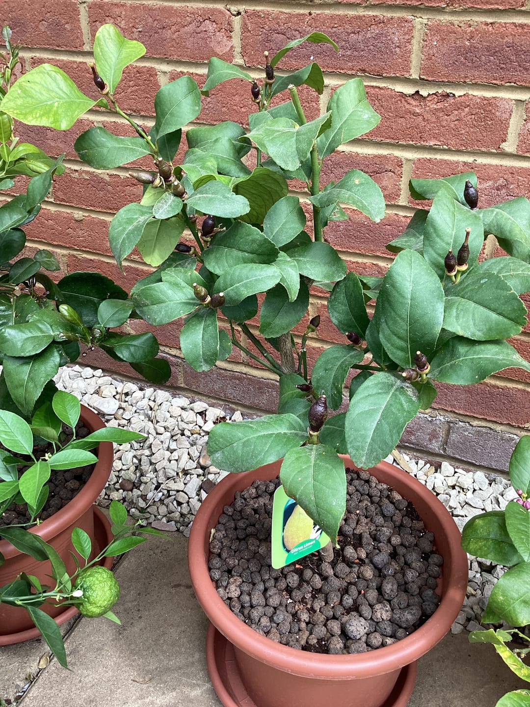 Customer photo review of Mini Lemon Citrus Tree 40-60cm 1.5L