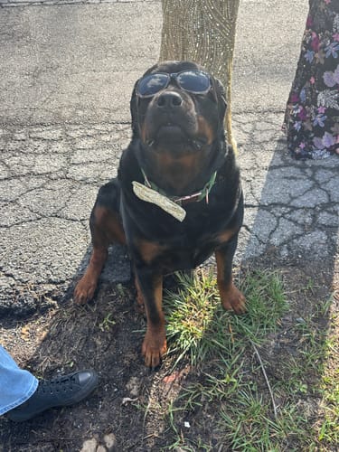 Customer photo review of Gold Floral Rifle Paper Co Bow for Dog Collar and Cat Collar