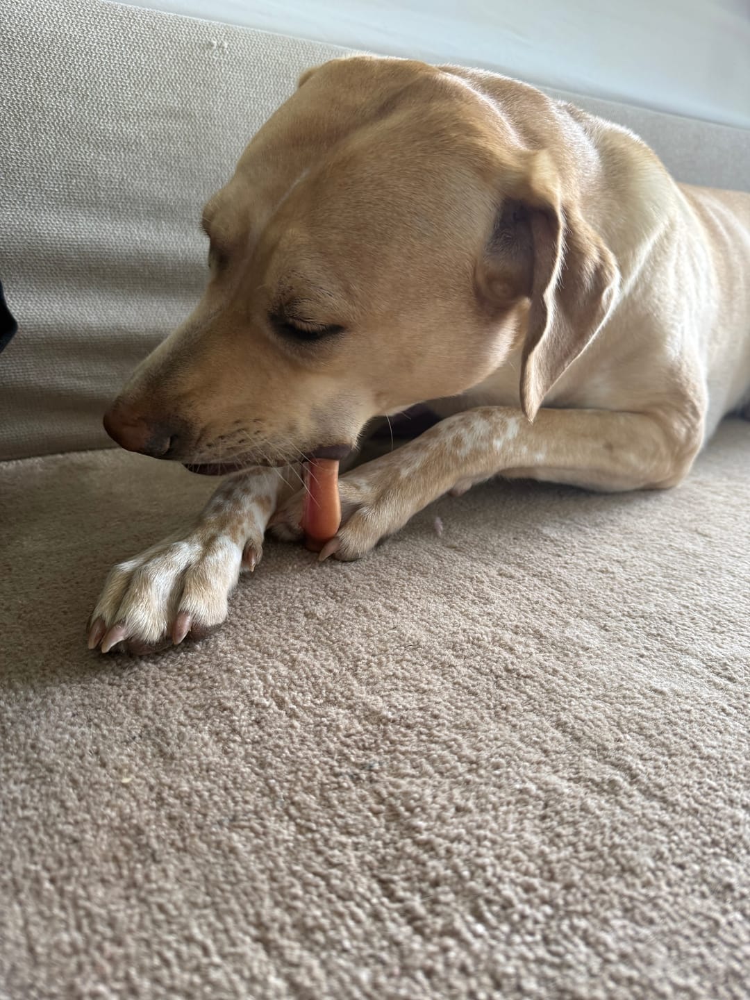 Customer photo review of Large Bully Stick Ring