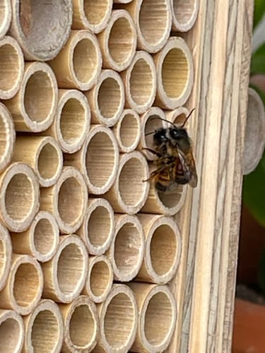 Customer photo review of BeeHome Observer