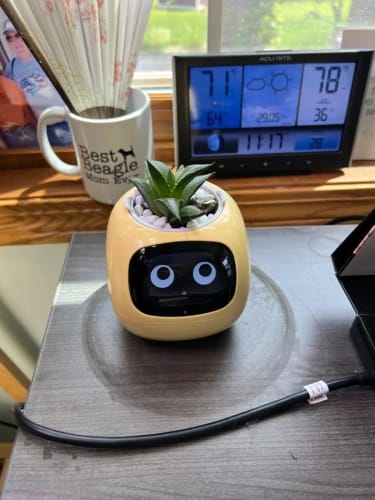 Customer photo review of LitLamp™ Ivy Smart Planter