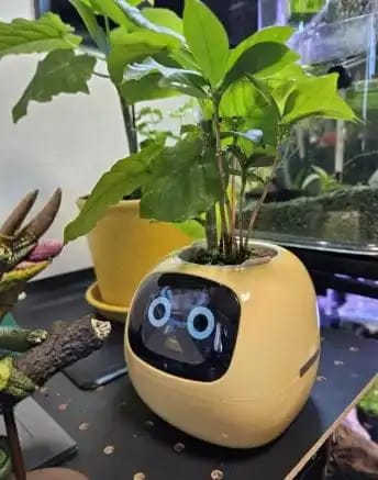 Customer photo review of LitLamp™ Ivy Smart Planter