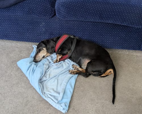 Customer photo review of DE-01™ Dental Dogbiotic