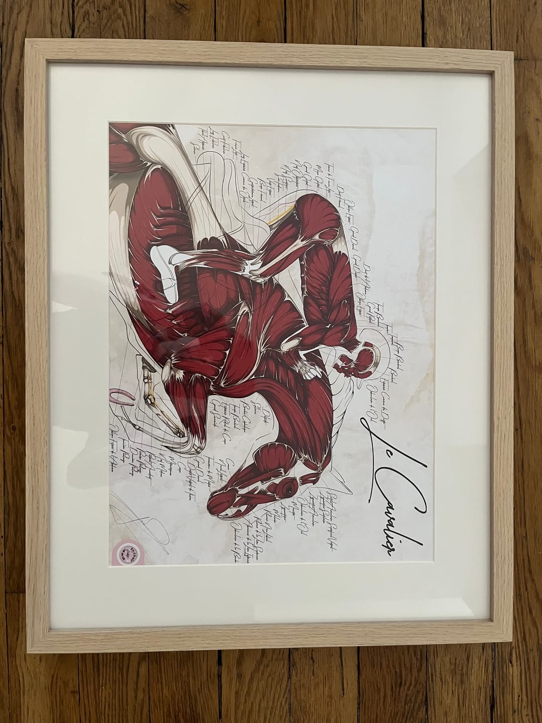 Customer photo review of Poster anatomique du cavalier -
