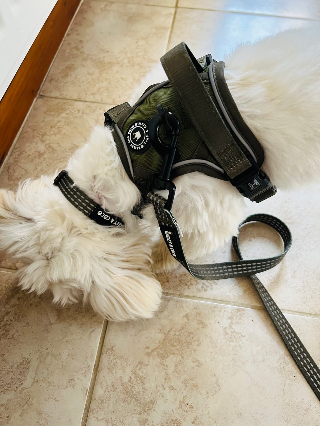 Customer photo review of Trail & Glow® Dog Harness - The Khaki One