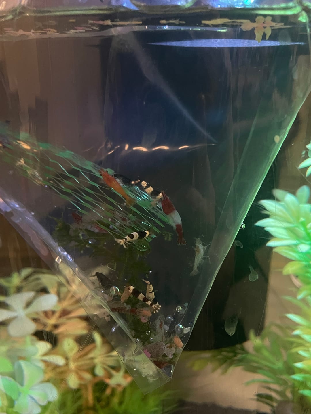 Customer photo review of Crystal Black Shrimp