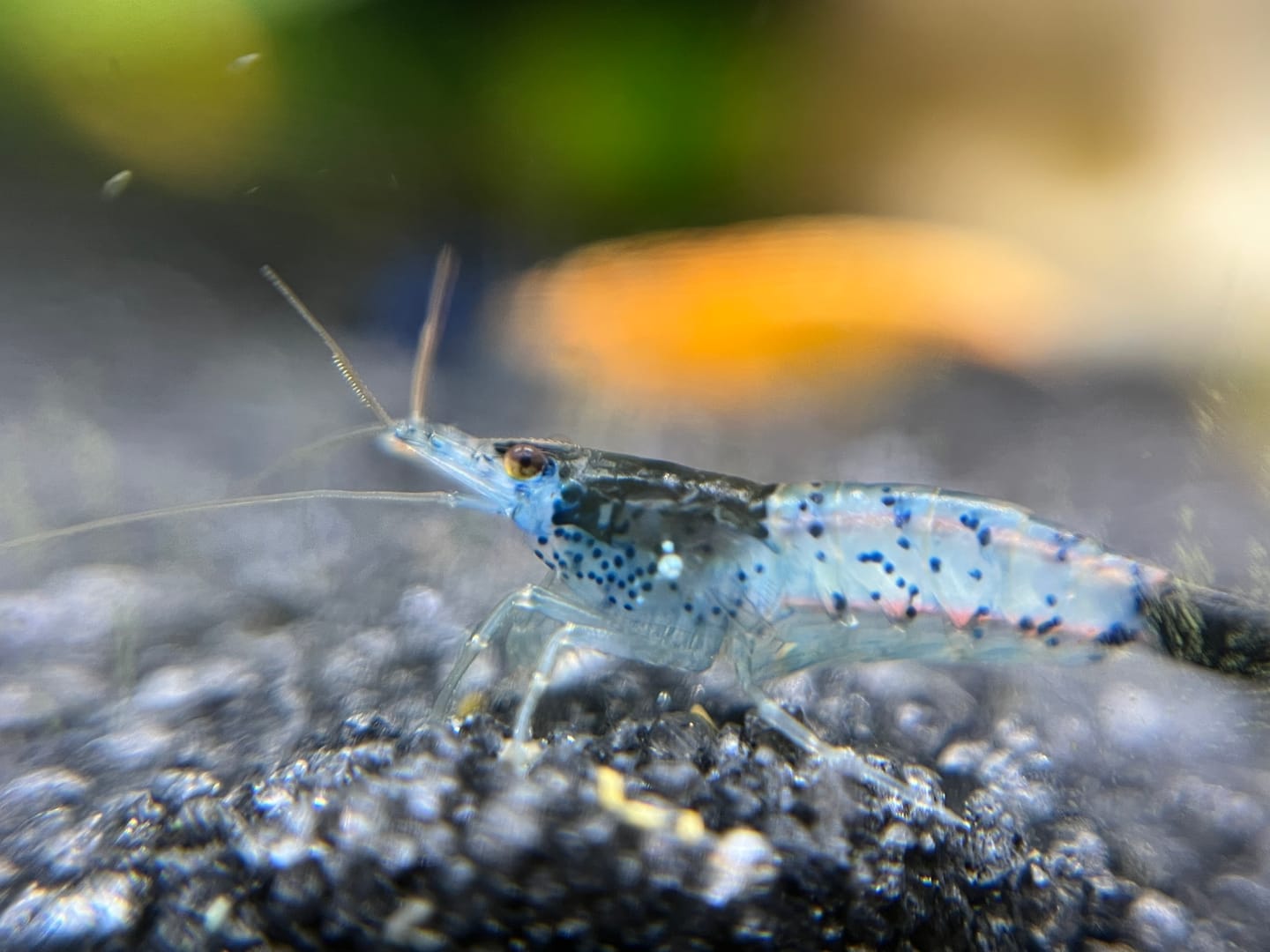 Customer photo review of Carbon Rili Shrimp