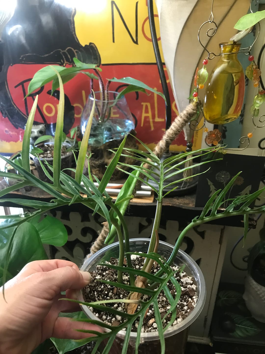 Customer photo review of Philodendron tortum