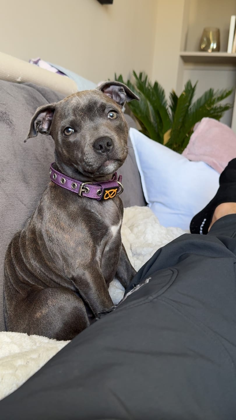 Customer photo review of Staffordshire Bull Terrier 1935® Puppy Collar & Leash Set - Purple