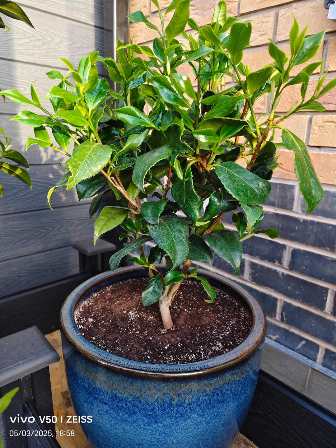 Customer photo review of Camellia Japonica 'Lady Vansittart' 60cm 3L