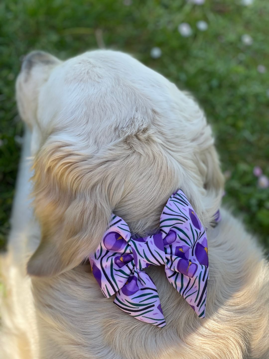 Customer photo review of Mucha dla psa "Amethyst"