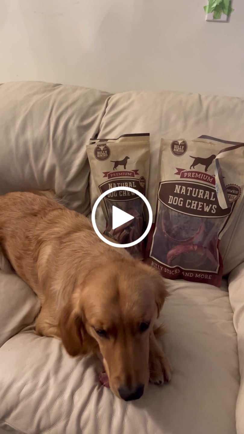 Customer video review of Large Bully Stick Ring