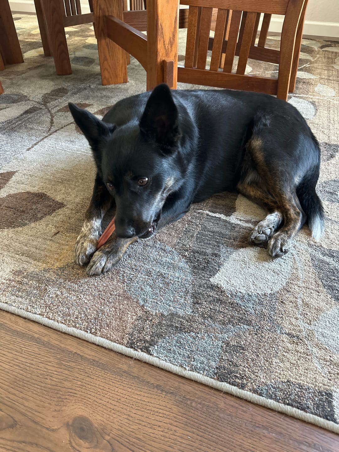 Customer photo review of 6 Inch Standard Bully Sticks