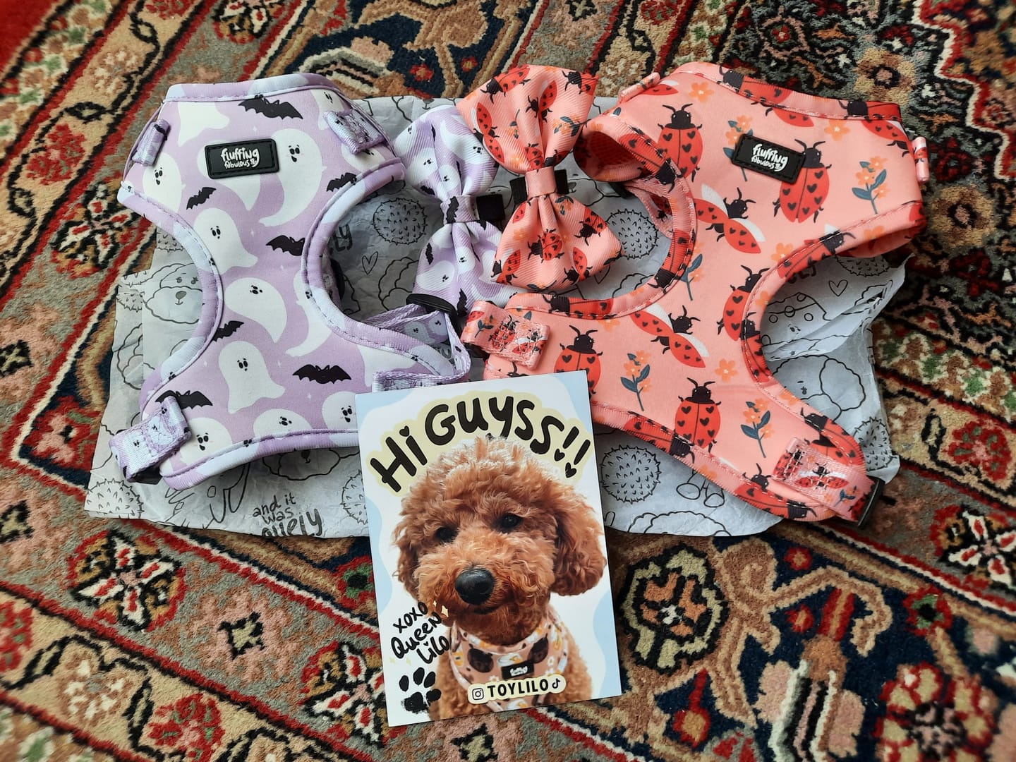 Customer photo review of Adjustable Dog Harness - Snug As A Lady Bug