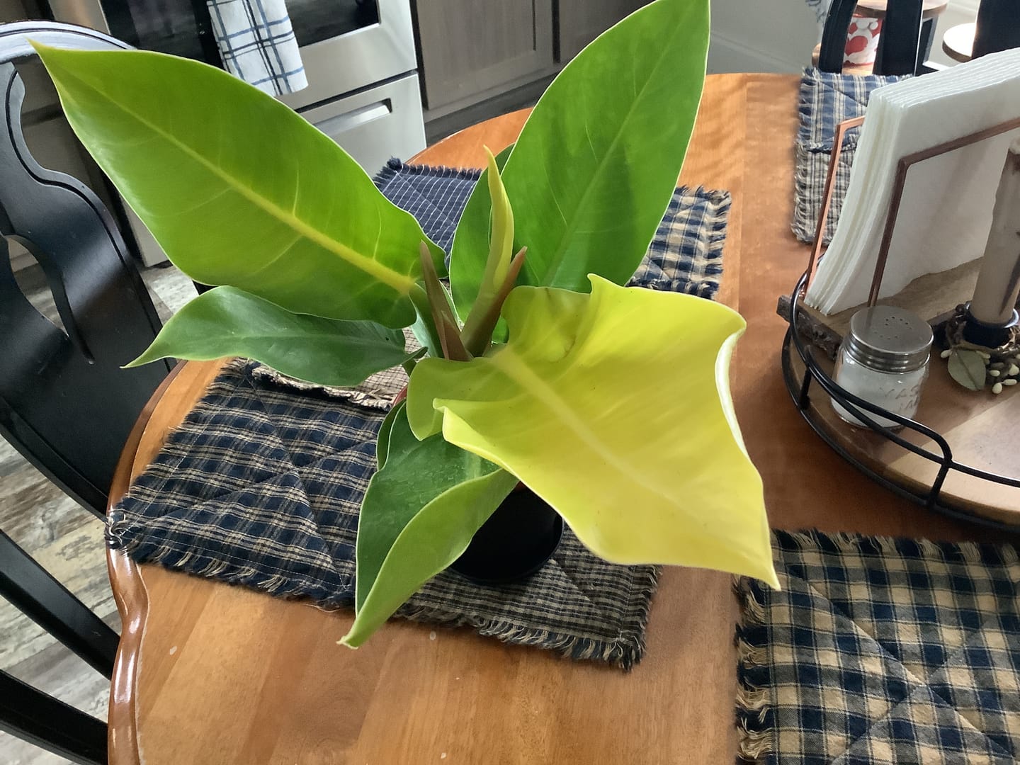 Customer photo review of Philodendron 'Moonlight'