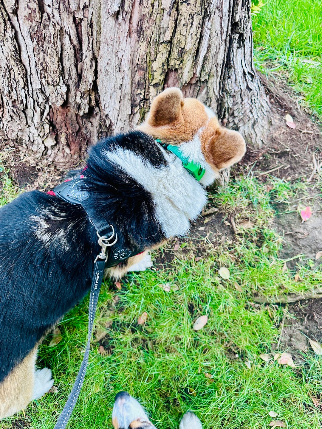 Customer photo review of FurLife Shipping Protection