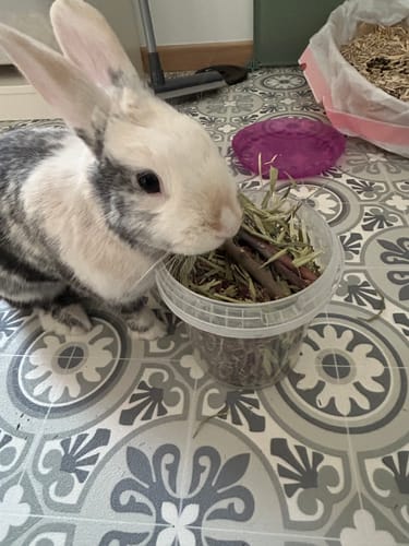Customer photo review of Box de Printemps – Éveillez les papilles de votre lapin !