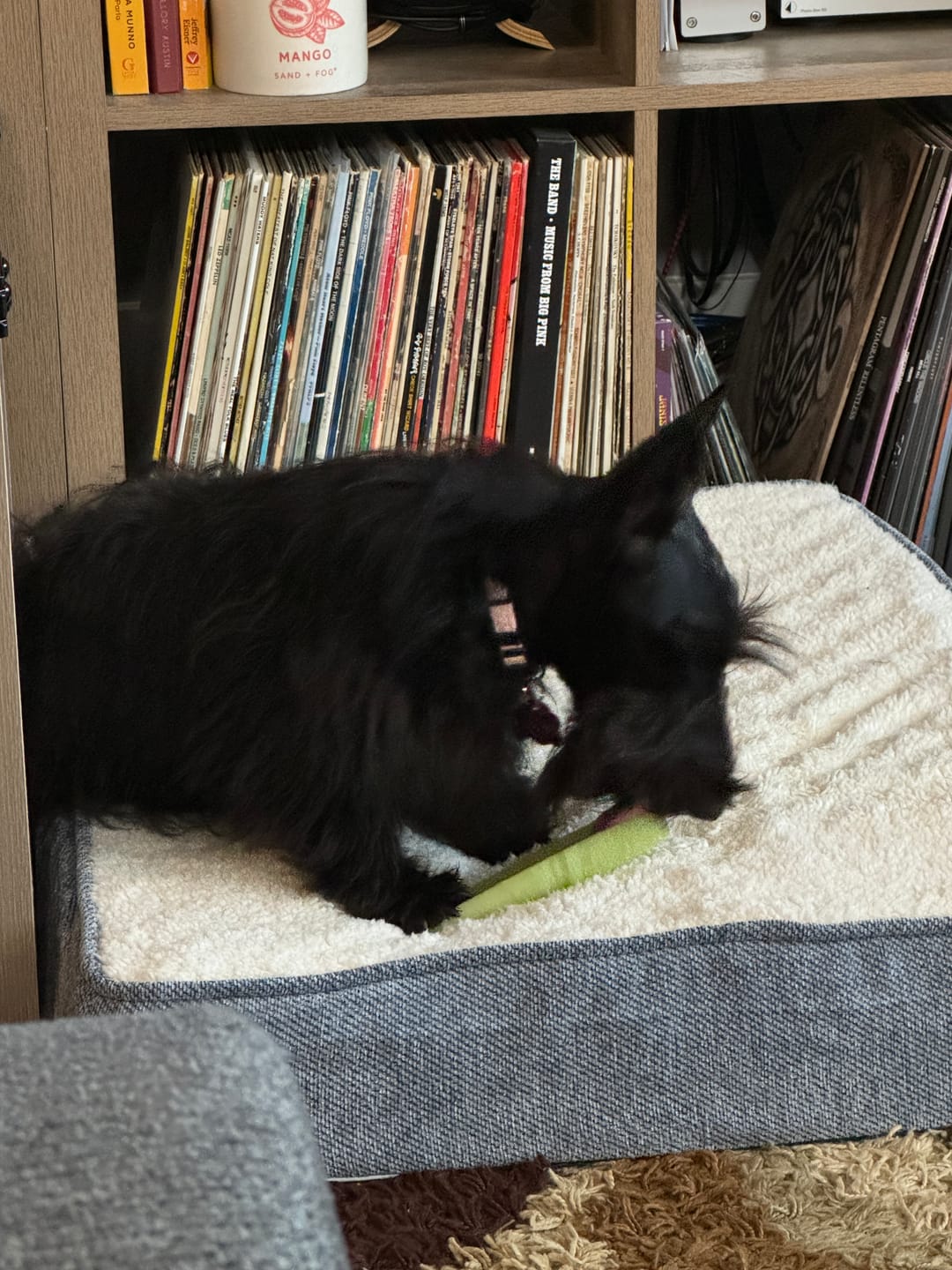 Customer photo review of Mint Himalayan Yak Chew (MEDIUM)