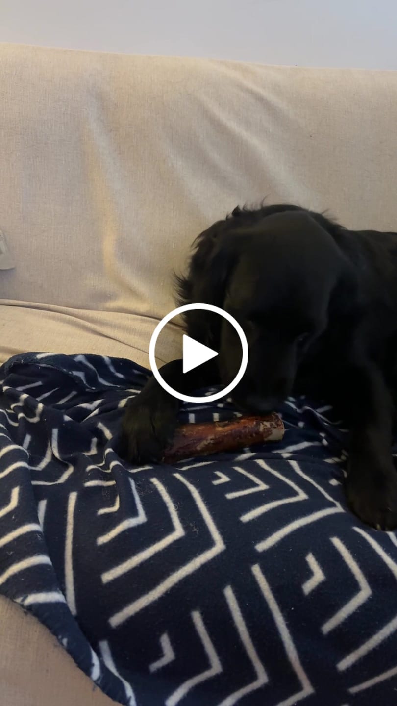 Customer video review of 5-6 Inch Marrow Bone