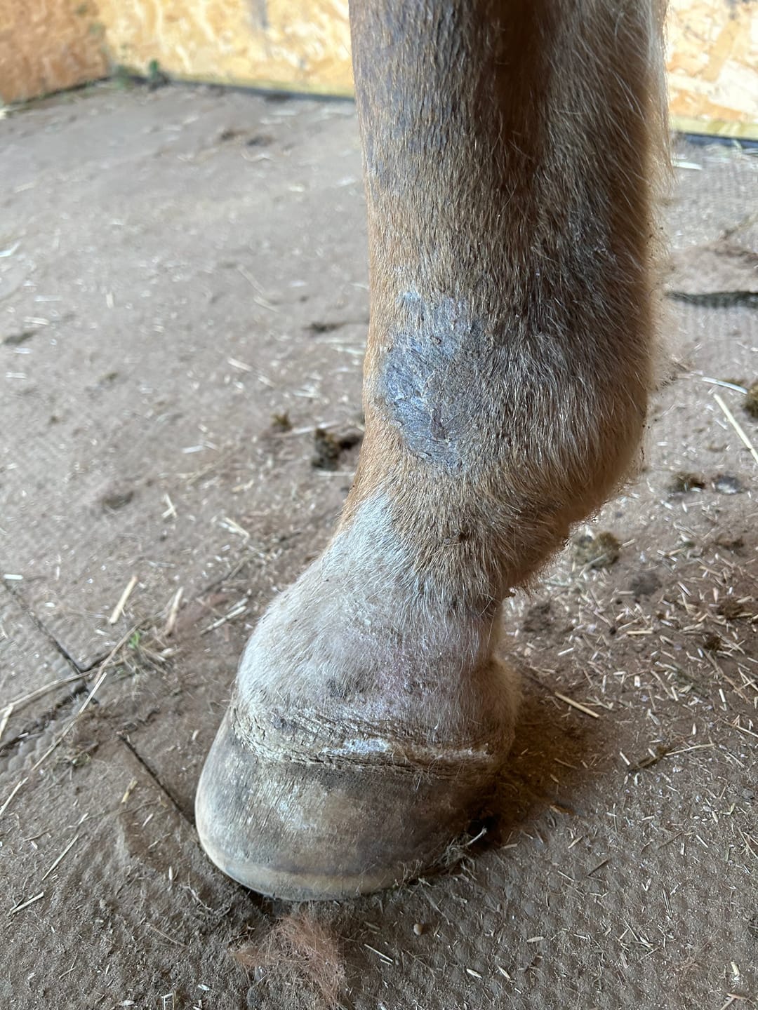 Customer photo review of Horse Duo Pack