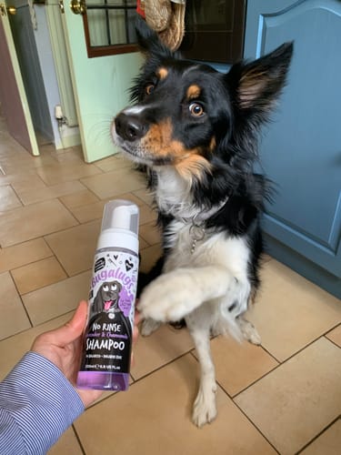 Customer photo review of No Rinse Lavender & Chamomile Dog Shampoo
