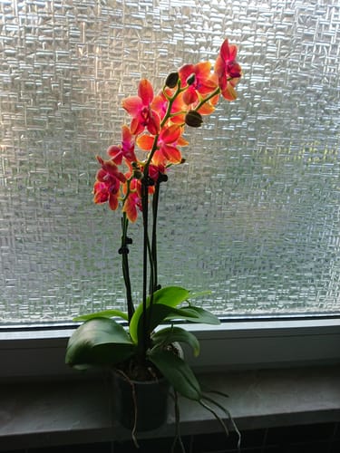 Customer photo review of Große Two of Us Duftorchidee Bolgheri mit orangen Blüten und 4 Rispen