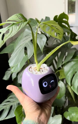 Customer photo review of LitLamp™ Ivy Smart Planter