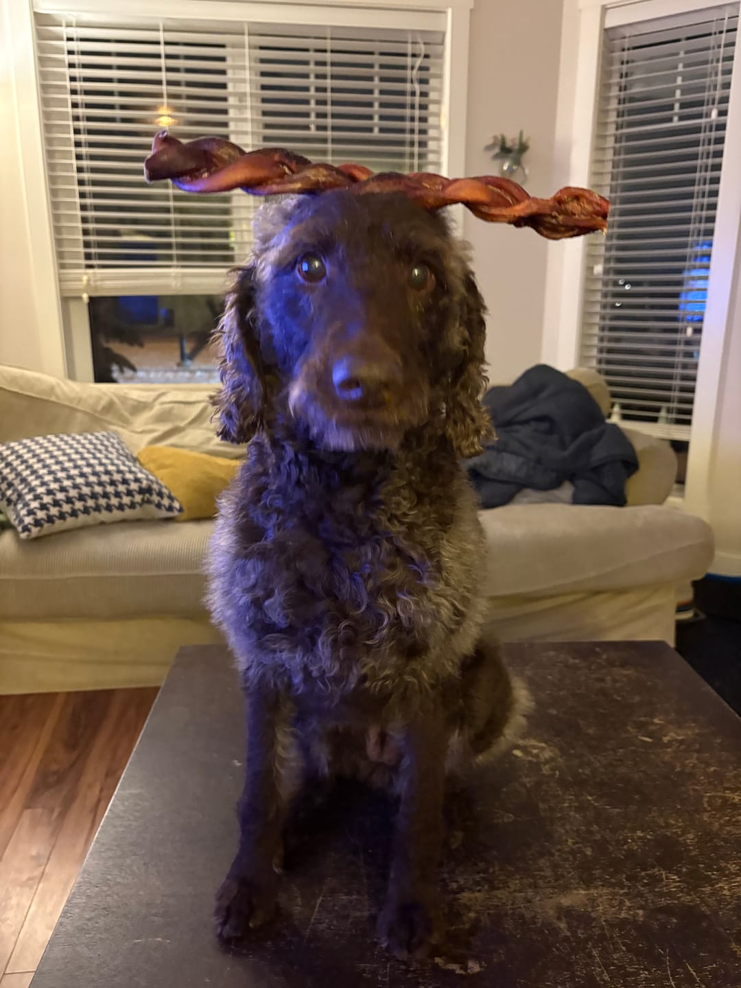 Customer photo review of 12 Inch Monster Braided Bully Stick