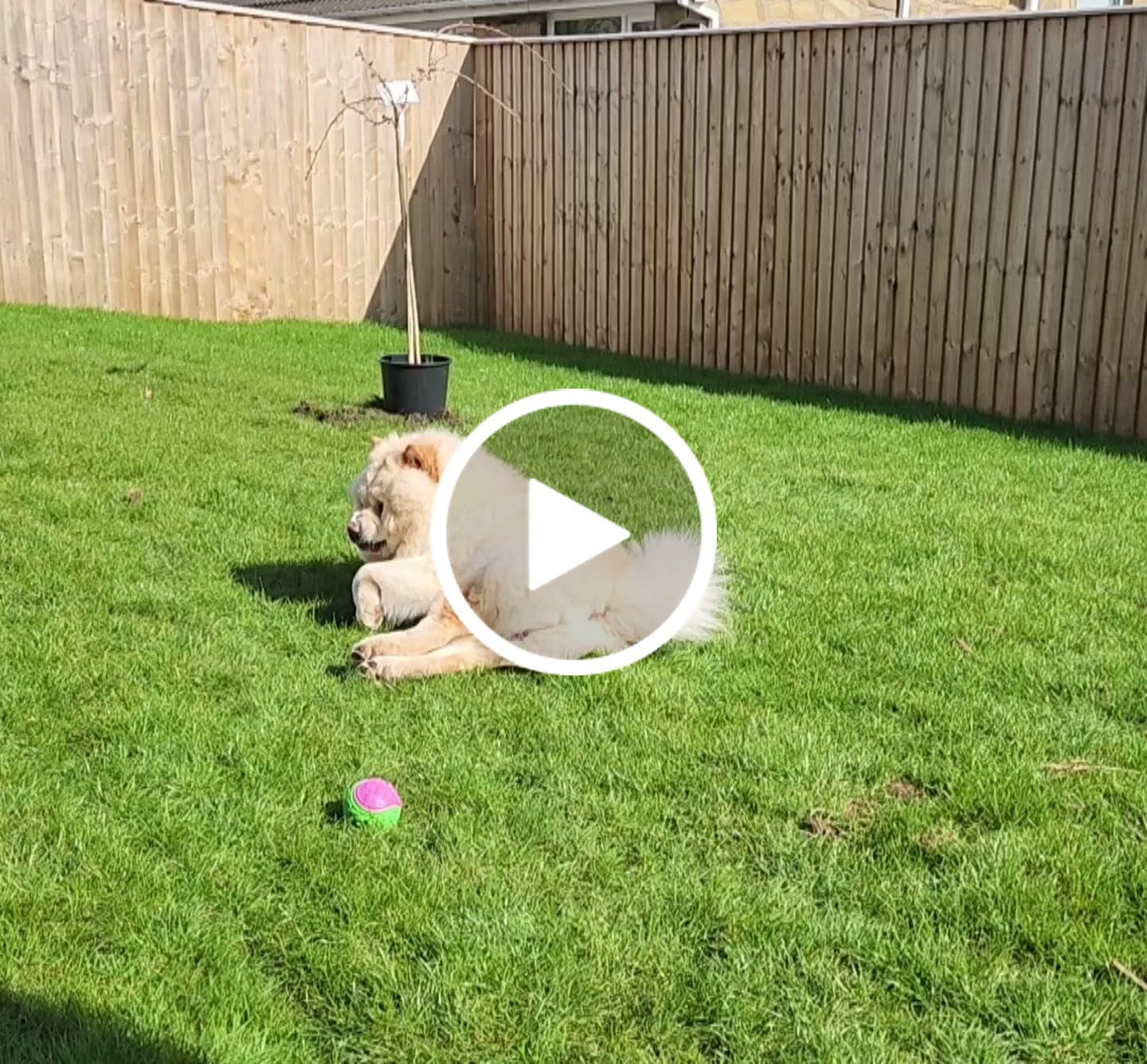 Customer video review of Calming Treats