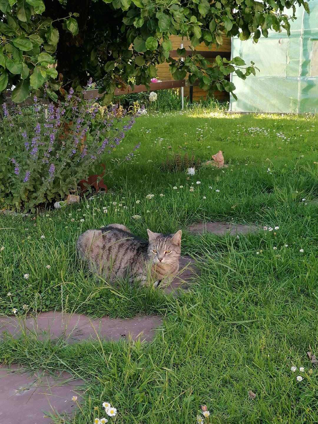 Customer photo review of Zpot-on für Katzen gegen Zecken, Flöhe, Milben & Mücken [Jahresvorrat]