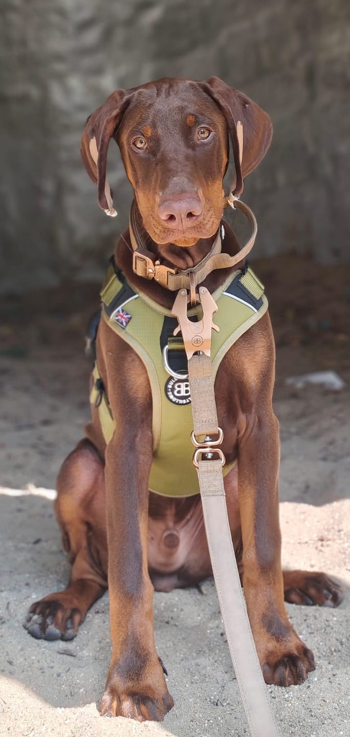 Customer photo review of Anti Pull Harness | With Handle & Lighter | Hurricane Harness - Olive Green