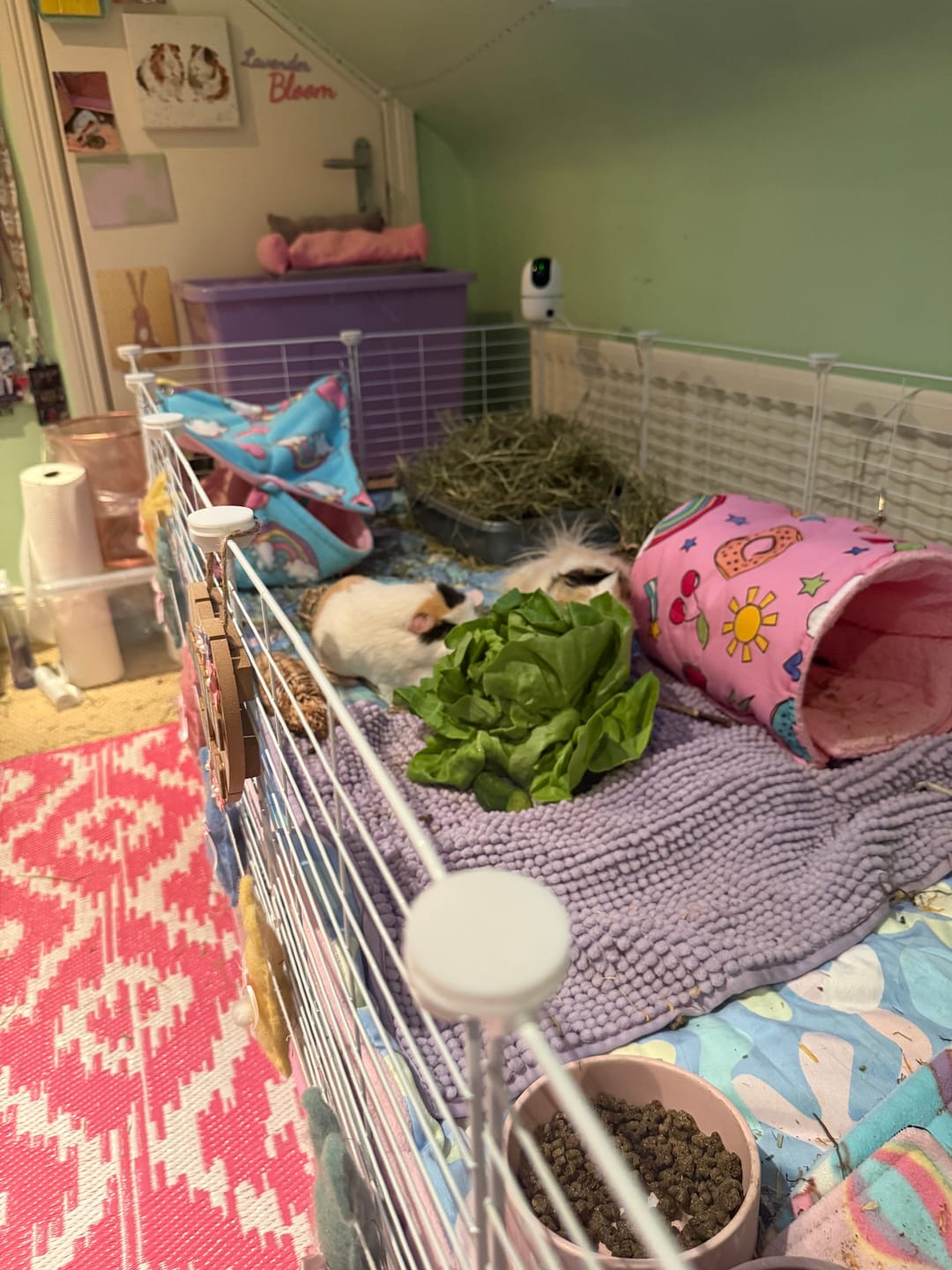 Customer photo review of 6x2 C&C Cage with Loft & Stand