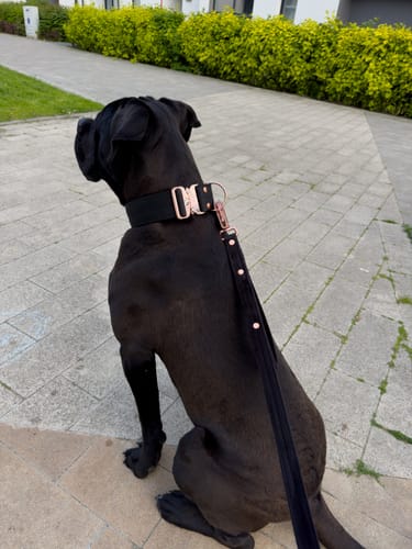Customer photo review of Smycz z dodatkową rączką - Guard Leash Rose Edition Czarna
