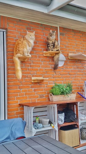 Customer photo review of Naturreines Katzenstreu - Angebot