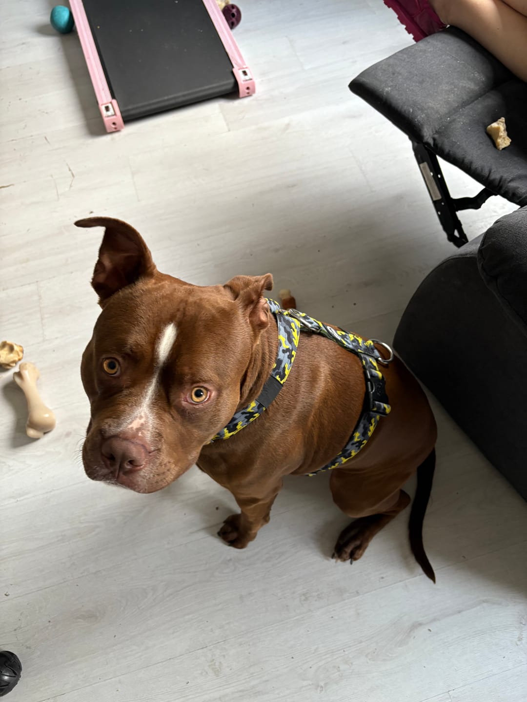 Customer photo review of Training Anti Pull TRI-Harness® | M-XL Breeds - Lightning