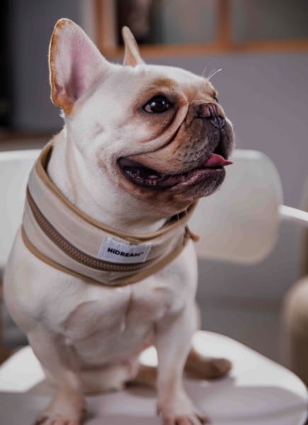 Customer photo review of Reusable Cooling Collar for Dogs Protecting Skin from Frostbite