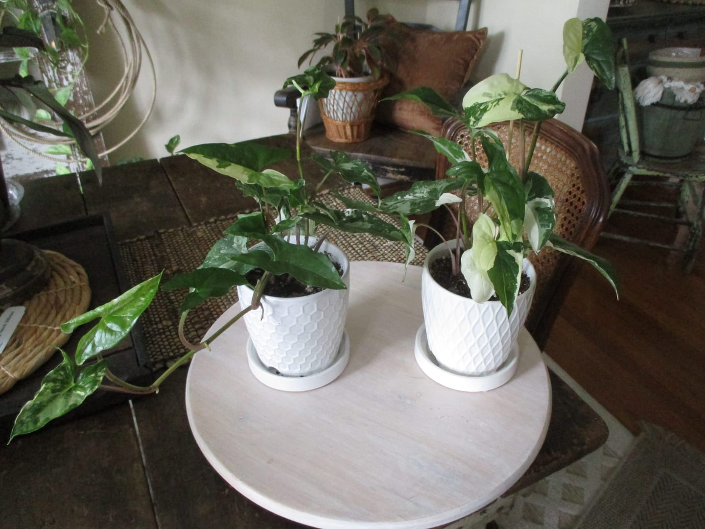 Customer photo review of Syngonium podophyllum albo variegata