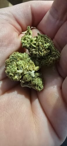 Customer photo review of LEMONADE BLANCO 1 G FLOWER  THC