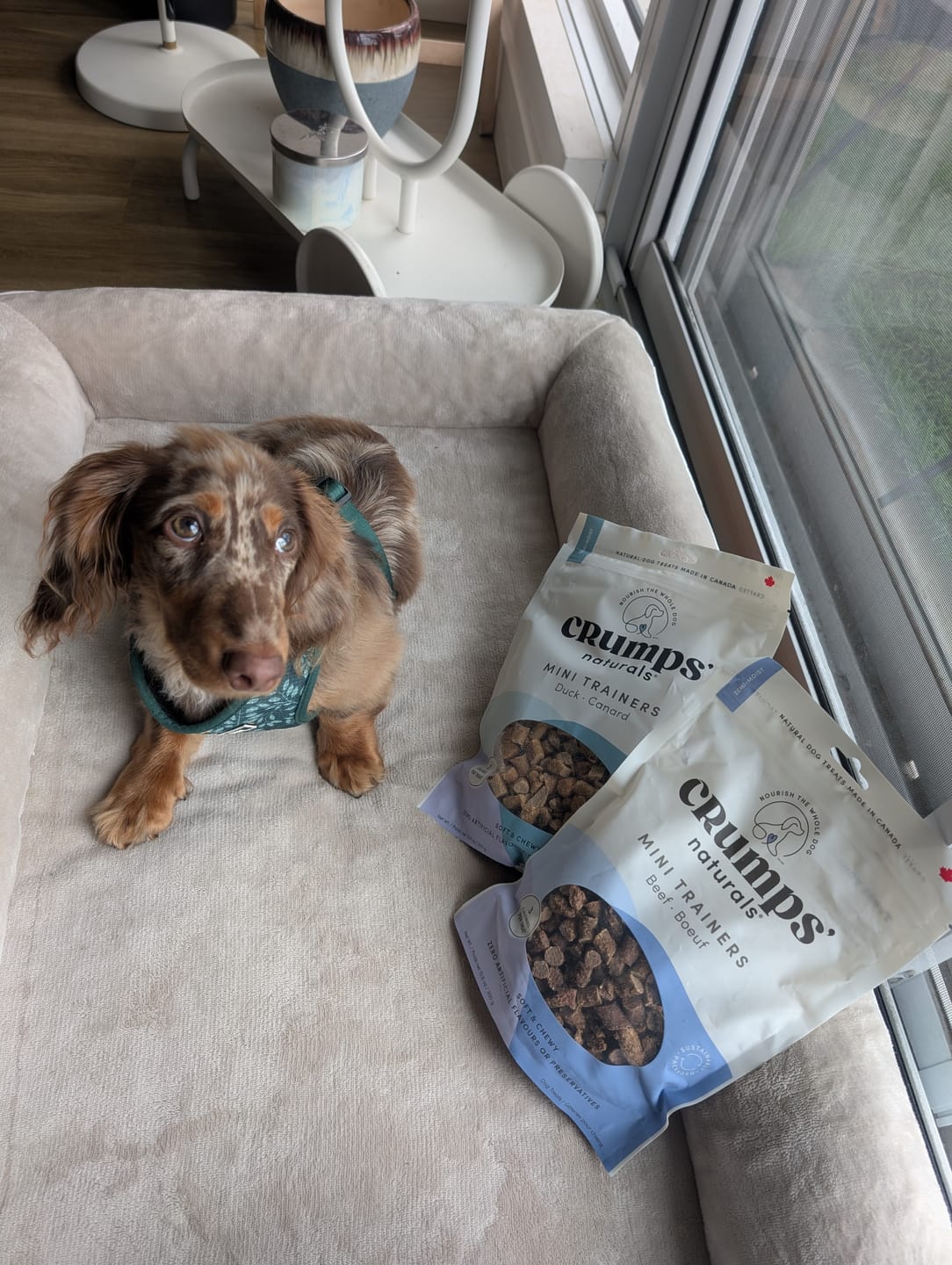 Customer photo review of Crumps Entrainement - Récompenses pour chien