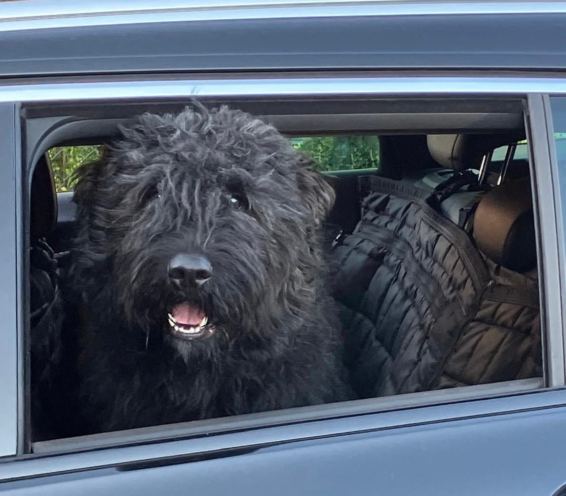 Customer photo review of Runde Hundemarke mit Gravur, Name und Telefon personalisiert