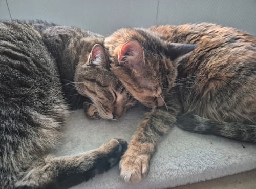 Customer photo review of Naturreines Katzenstreu