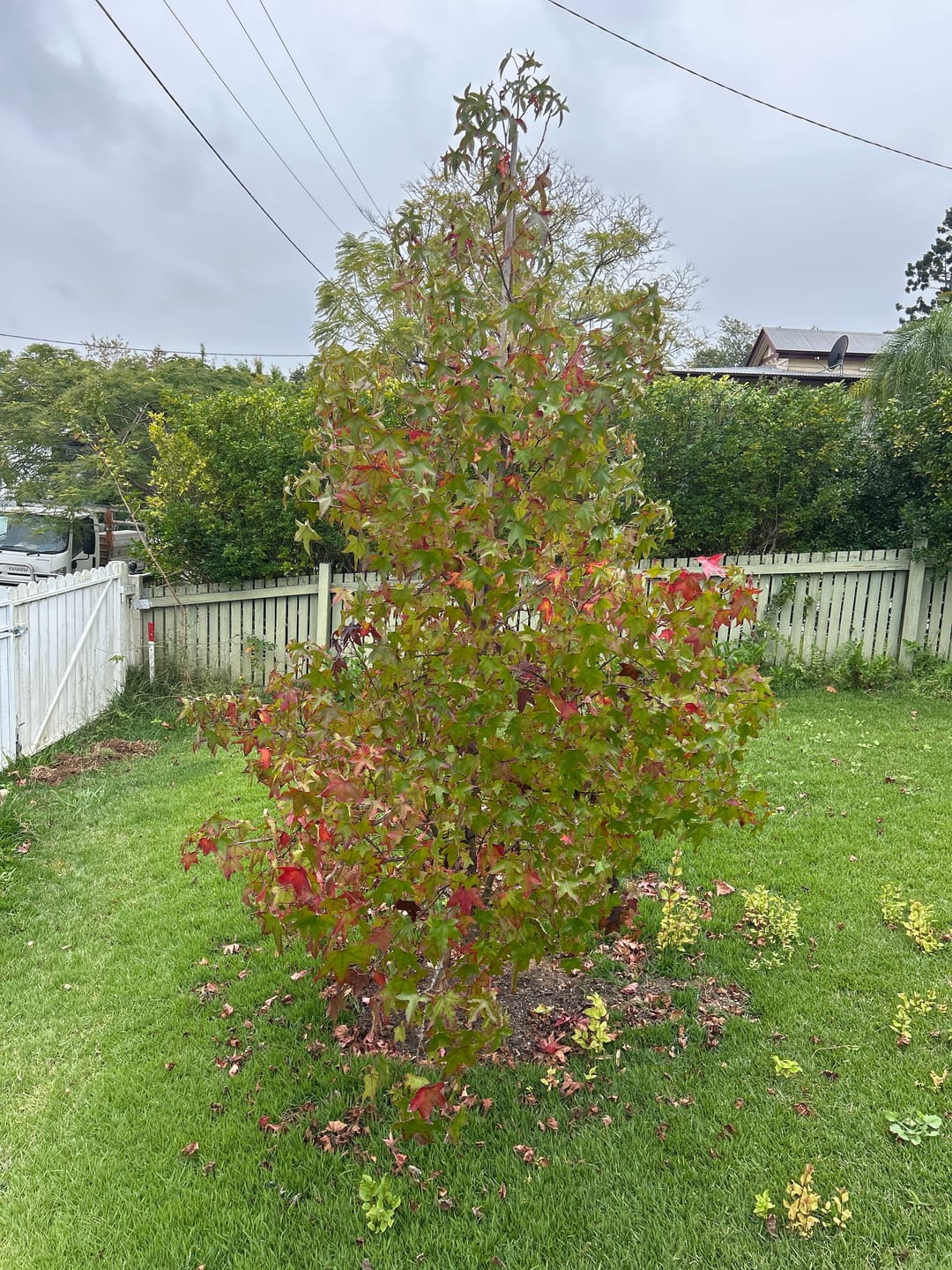 Customer photo review of American Sweetgum - Liquidambar styraciflua