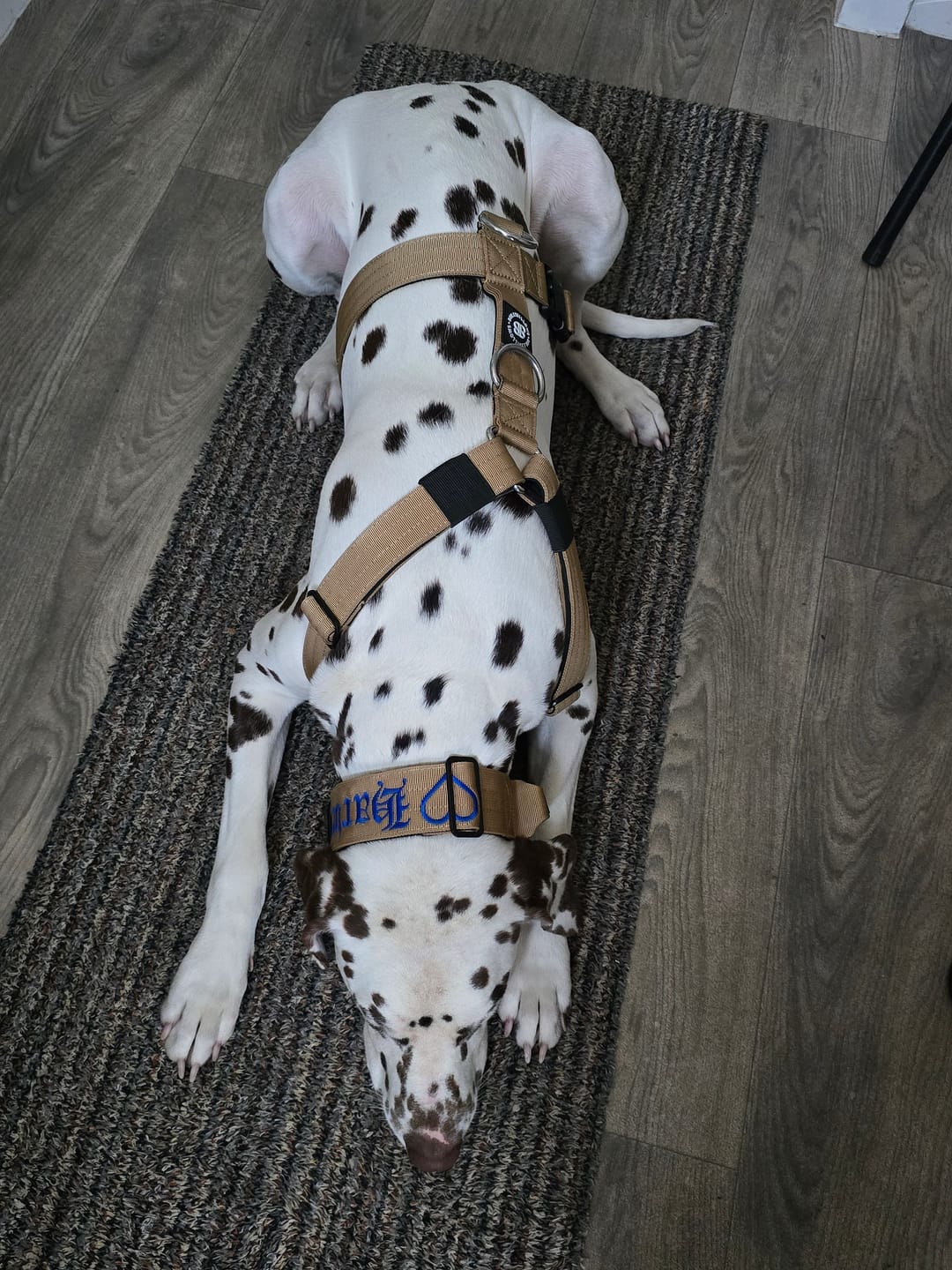 Customer photo review of 5cm Combat® Collar | With Handle & Secure Clip - Tan