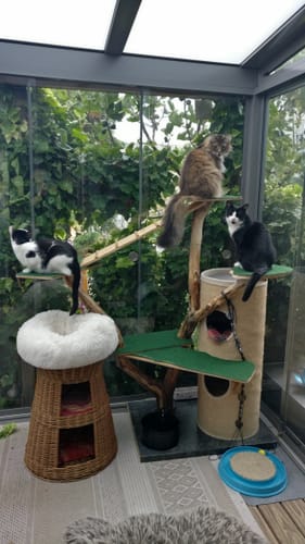 Customer photo review of Naturreines Katzenstreu - Angebot